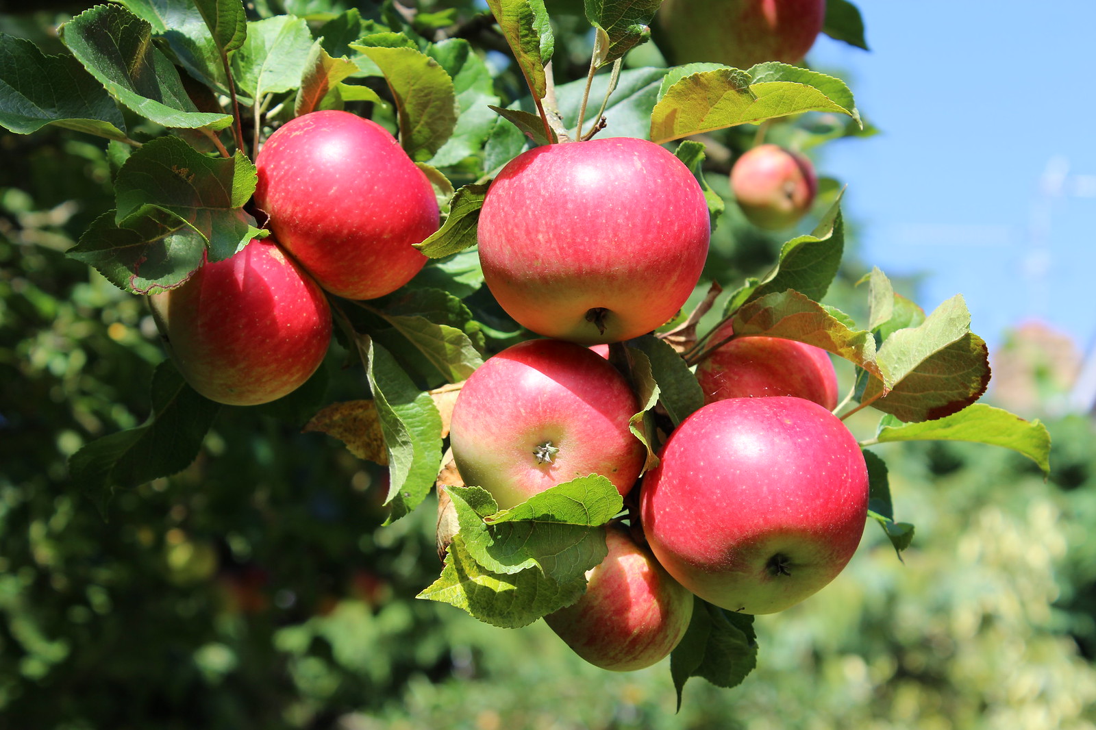 The Best Apples for North Dakota NDSU Agriculture